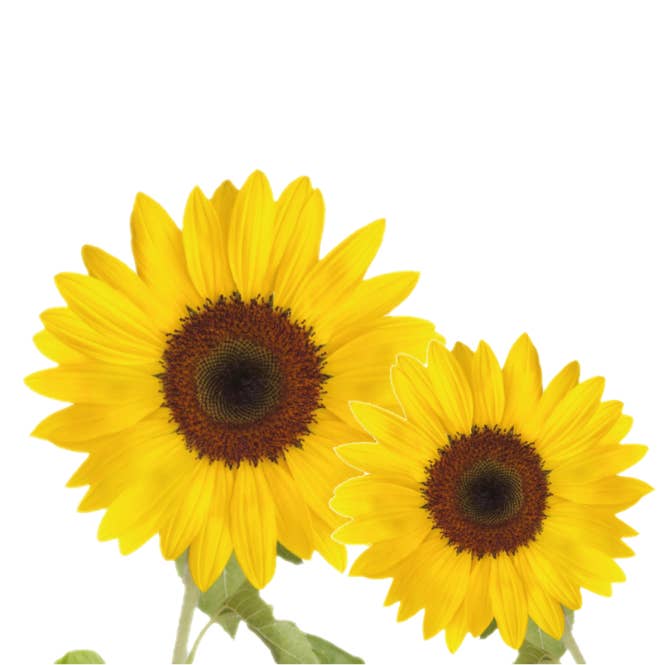 Sprigbox - Wholesale Plant Seeds - Sunflower Grow Kit | Flower Garden Gift | Wooden Planter Box1