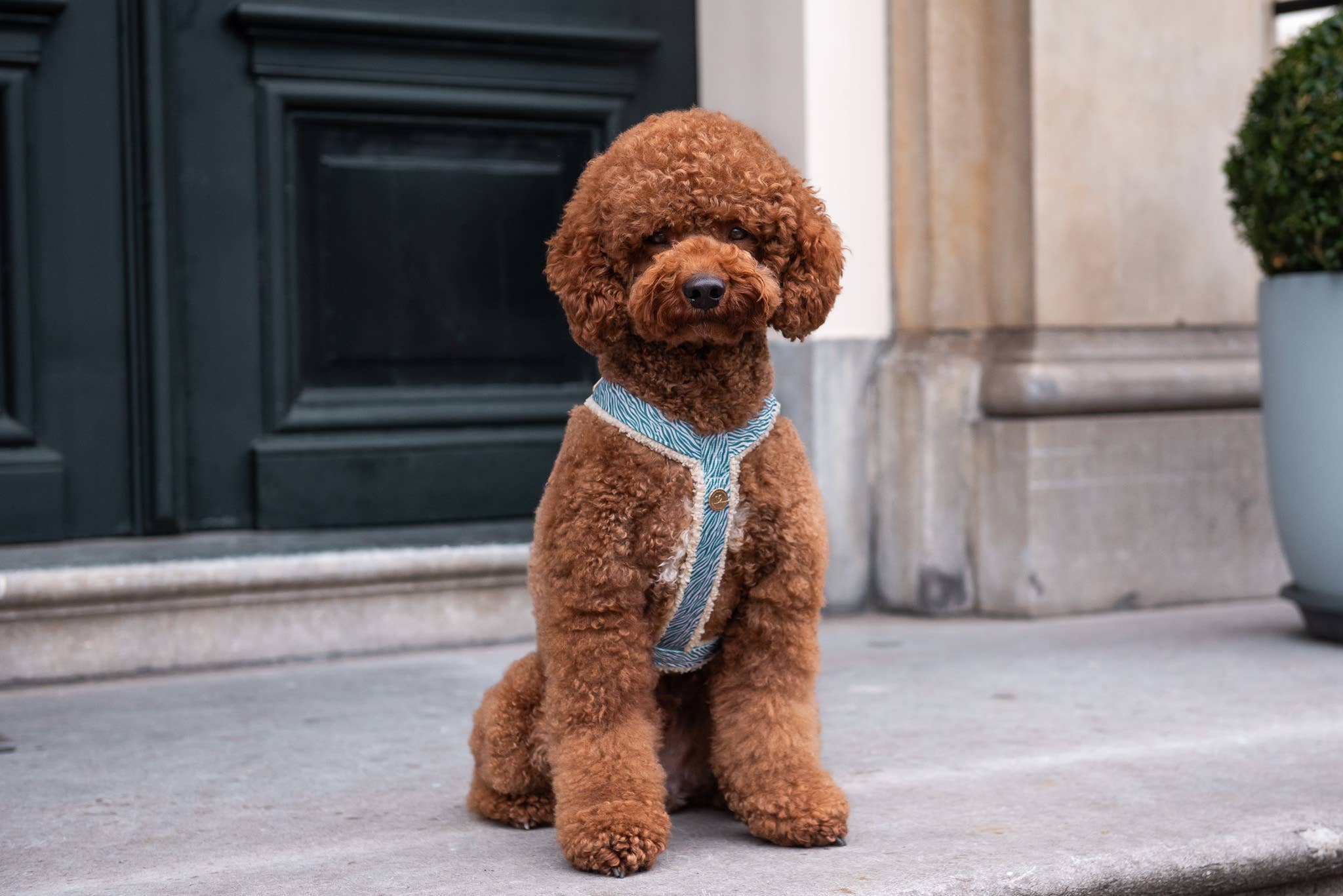 Floofs and Cookies - Wholesale Pet Harness - Dog - Nobu harness3