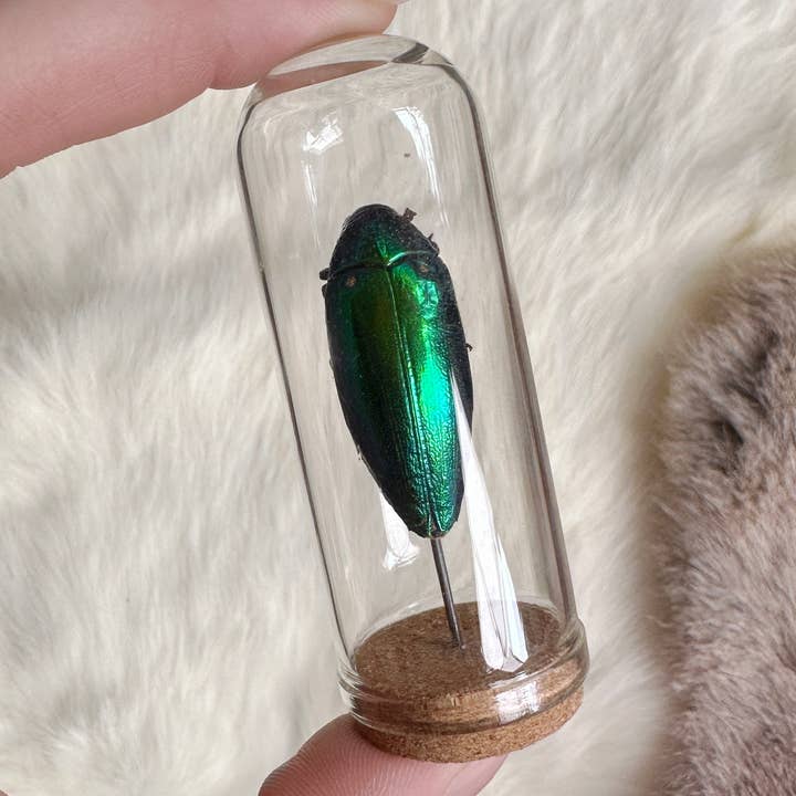 Oracle Natural Science - Vente Décorations de table - Dôme à insectes (Style 2)1