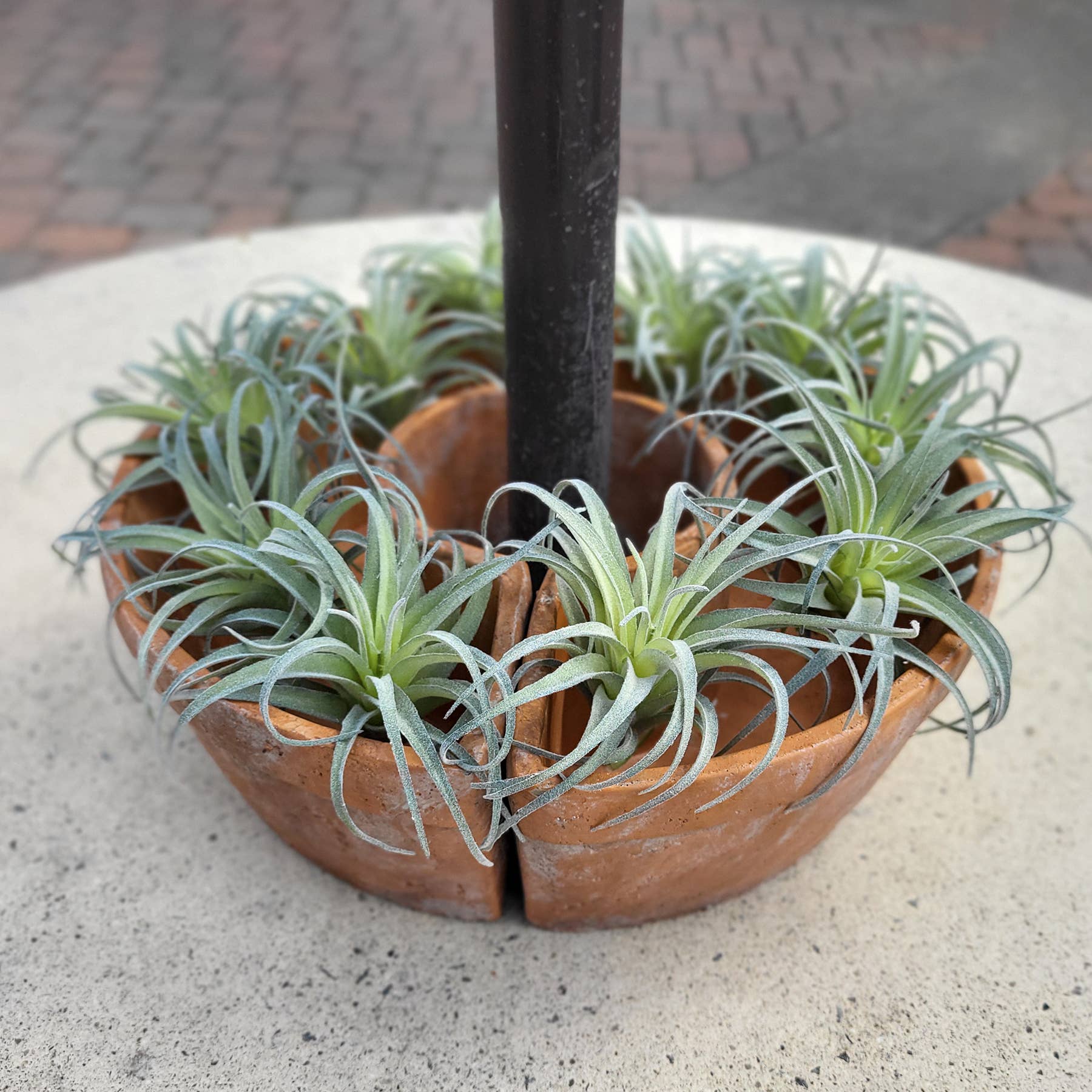 HomArt - Wholesale Plant Pot - Tresco Umbrella Planter, Cement – Terra Cotta5