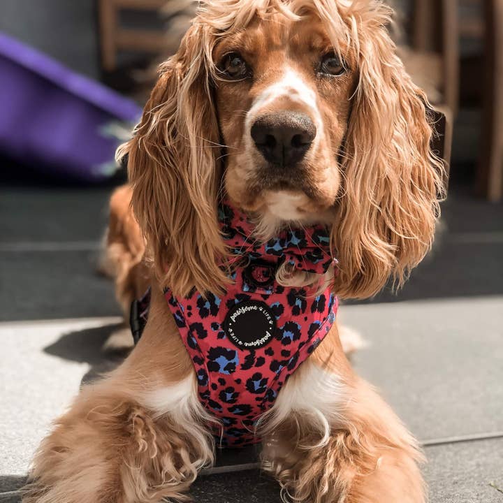 Pawsome Life – wholesale Pet collar – Dog – Dog Collar Puppy Collar Designer Dog Collar and Lead Leopard