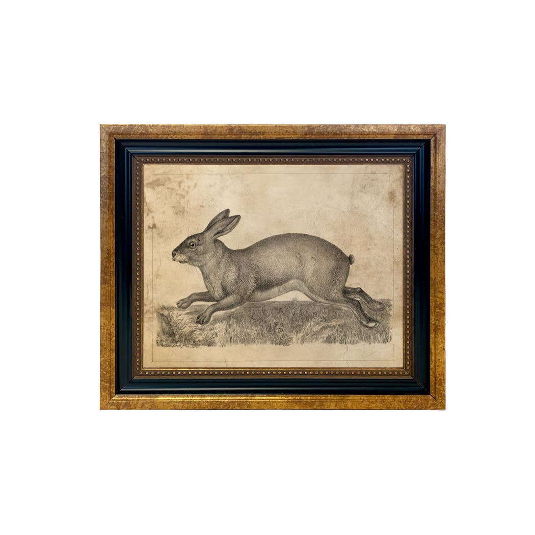 Madison Bay Co. - Historical Home Decor Reproductions - Wholesale Art Print - Brown Hare Illustration Vintage Print Behind Glass0
