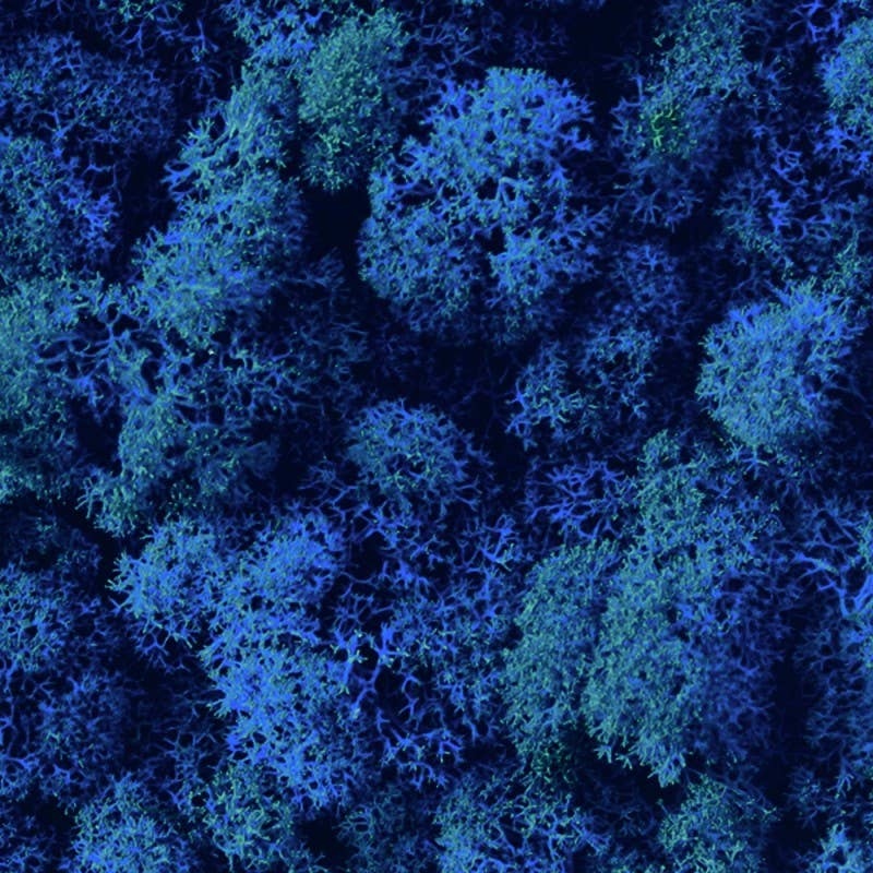 Moss House - Wholesale Live Plant - Reindeer Moss Stabilized Lichen Royal Blue by MossHouse4