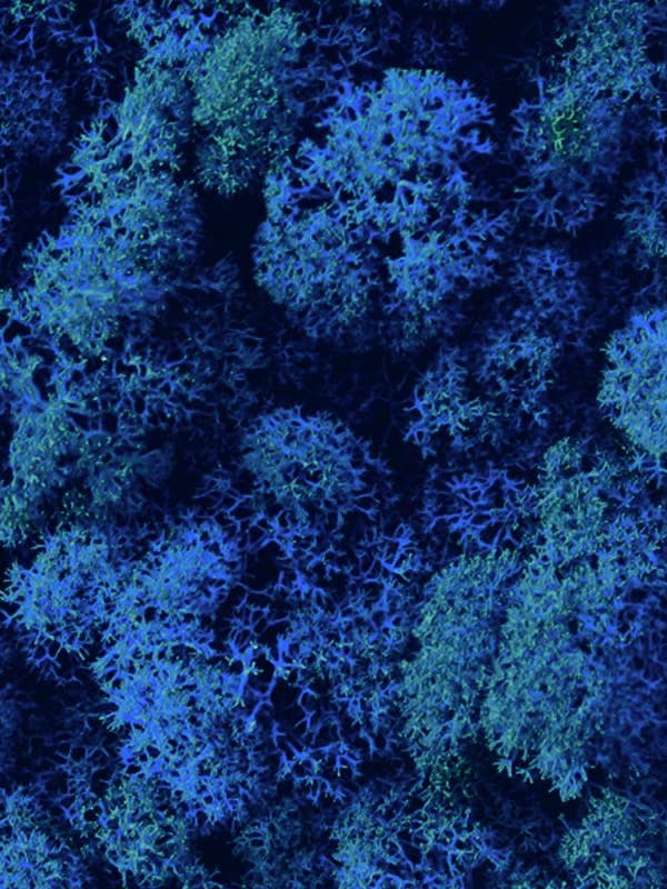 Rensdyrmos Stabiliseret Lav Kongeblå af MossHouse for engroshandel hos Moss House