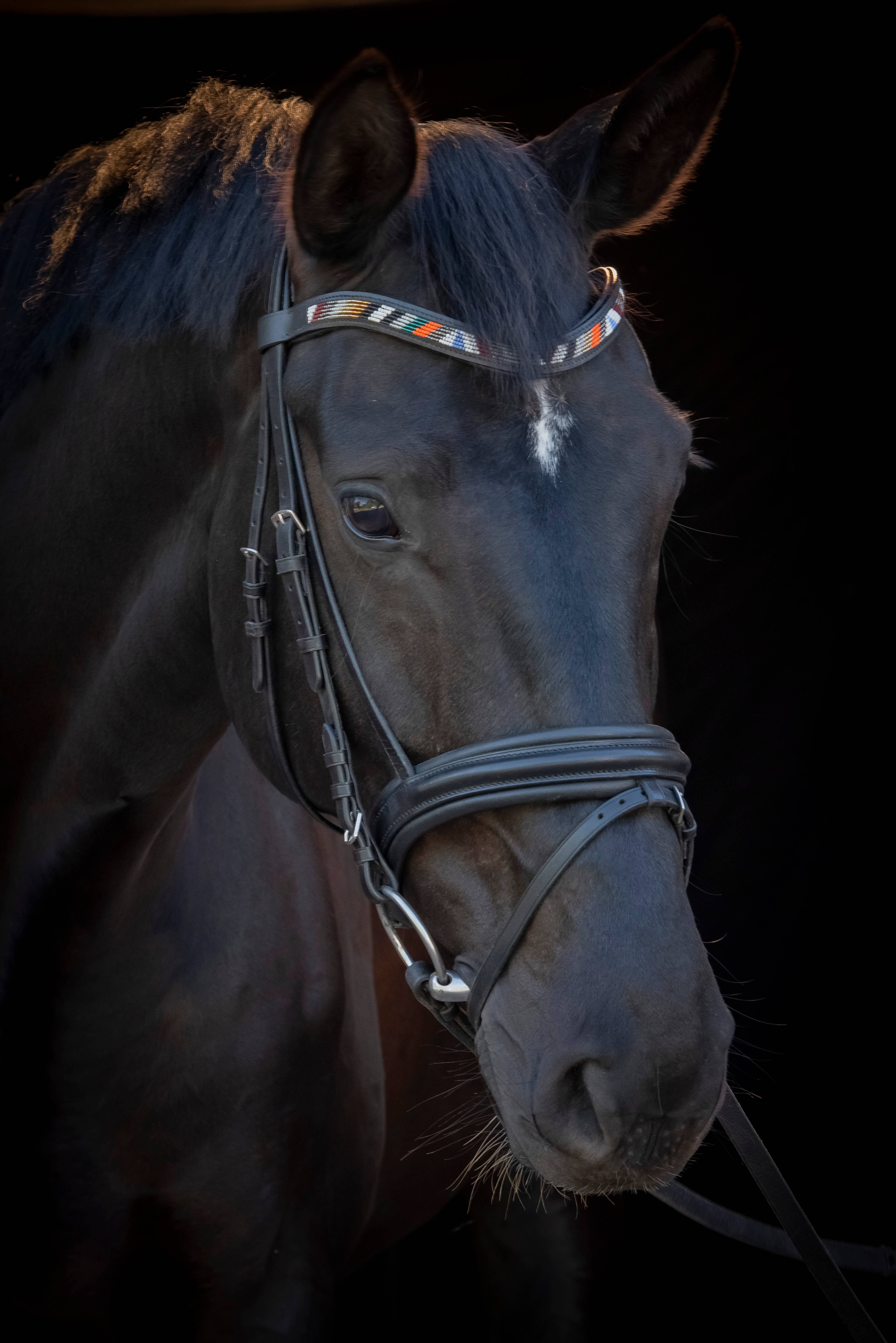 kay-line - Wholesale Pet Collar - Dog - Leather HORSE Browband IHLATHI EART3