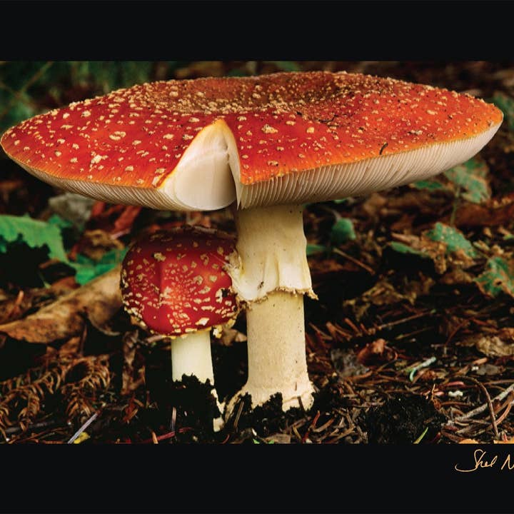 Amanita Muscaria · Schatz für den Großhandel von WildArt Photography Greeting Cards