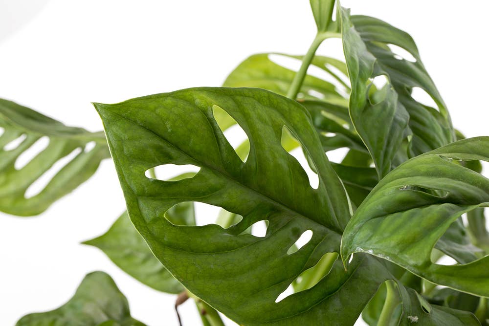 The Little Botanical – wholesale Live plant – Monstera Monkey Leaf 🐒10