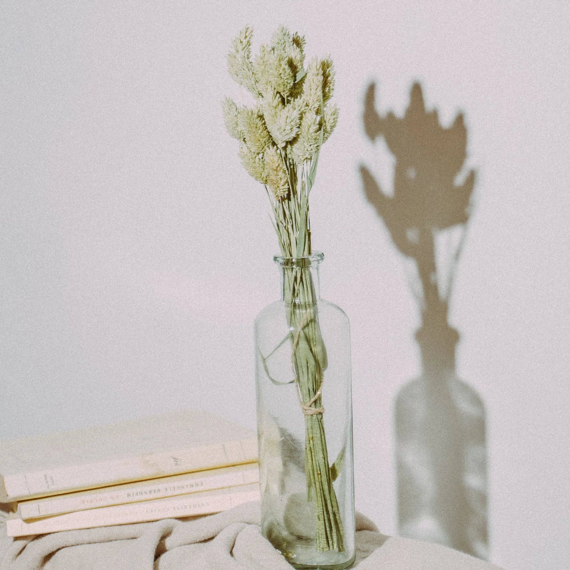 Florir - Wholesale Dried/Pressed Flowers - Green dried flowers, Phalaris1