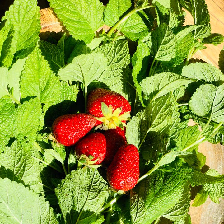 Mat & elo - Wholesale Non-Alcoholic Aperitif/Mocktail - Drink “Melissa and Strawberry” - 1 liter4