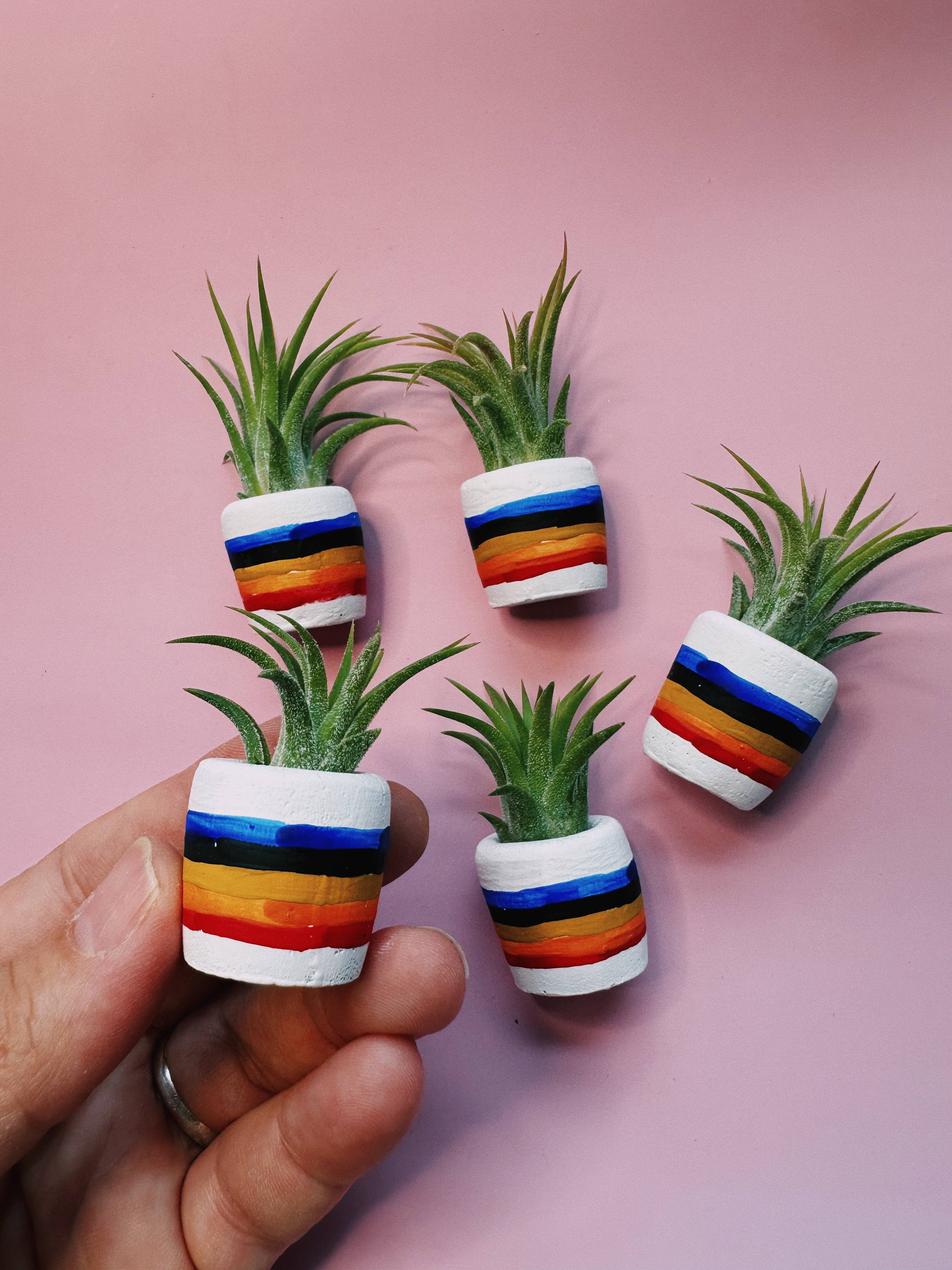 O'Berry's Succulents - Wholesale Plant Pot - 80"s Rainbow Mini Planter2