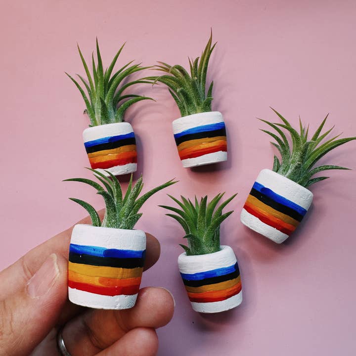 O'Berry's Succulents - Wholesale Plant Pot - 80"s Rainbow Mini Planter2