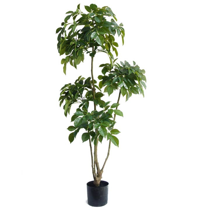 Leaf Design UK LTD – wholesale Artificial plant – 150cm Radermachera Realistic Artificial Tree