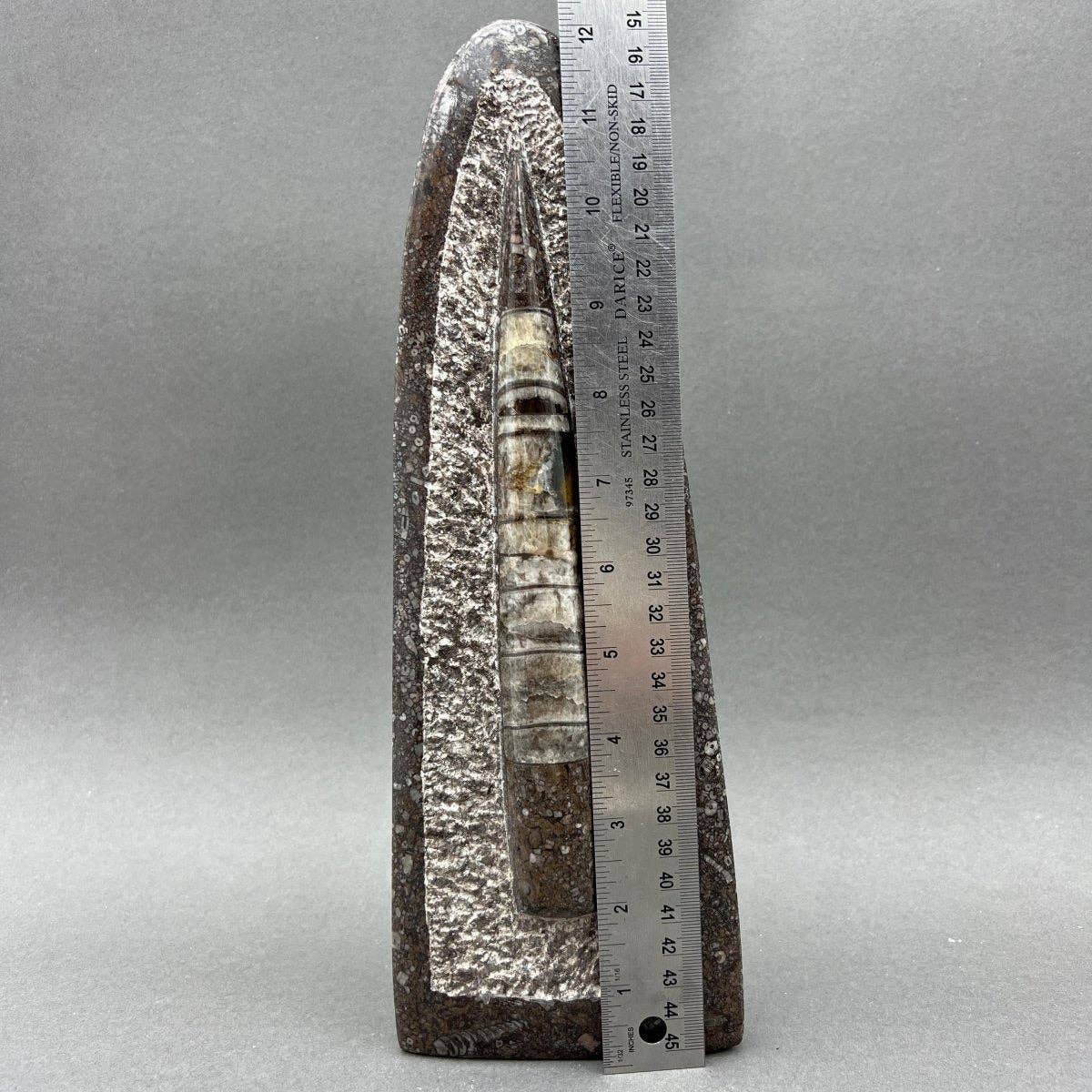 Crystal River Gems LLC - Wholesale Decorative Tabletop Object - Tall Orthoceras Fossil Standing Display Sculpture (1 Piece) Size 11 to 13 Inches Crystal Gemstone Home Decor3