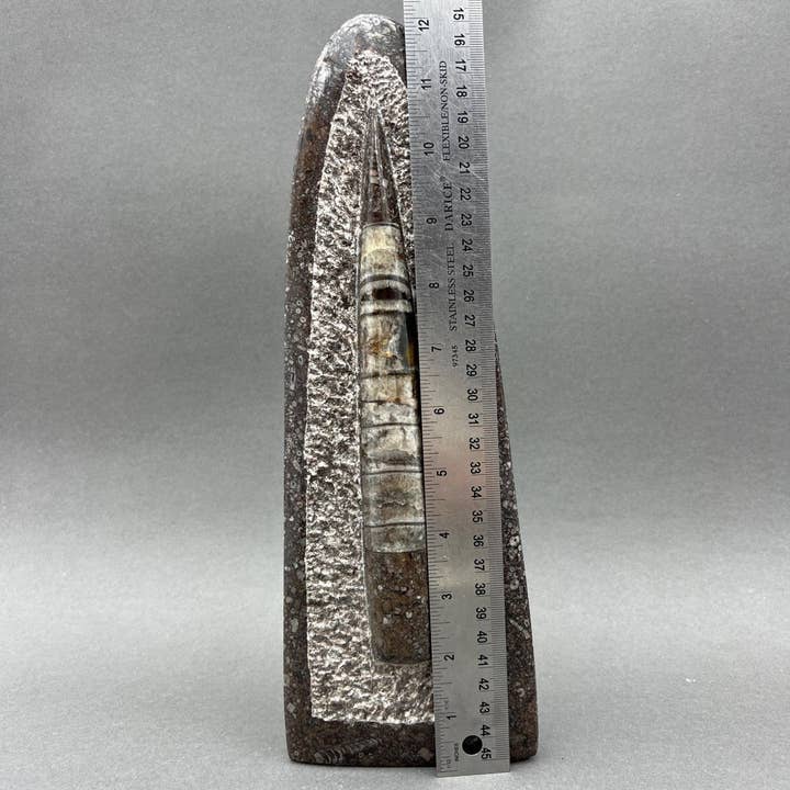 Crystal River Gems LLC - Wholesale Decorative Tabletop Object - Tall Orthoceras Fossil Standing Display Sculpture (1 Piece) Size 11 to 13 Inches Crystal Gemstone Home Decor3