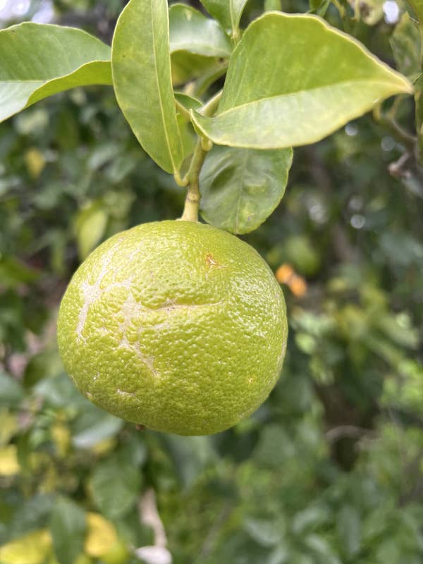 Essences Naturelles Corses - Wholesale Essential Oil - Organic bergamot - Essence - Aromatherapy - 10ml4