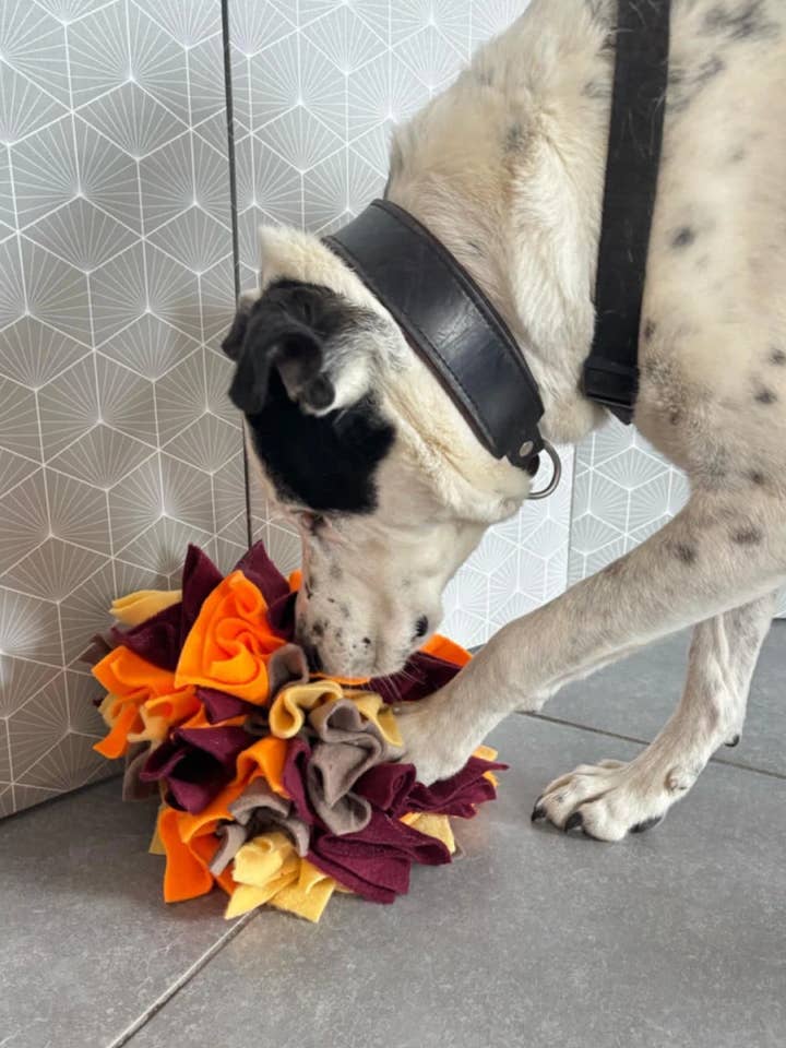 Bola Flor de escavação - Jogo de faro para cães por atacado de Leenia