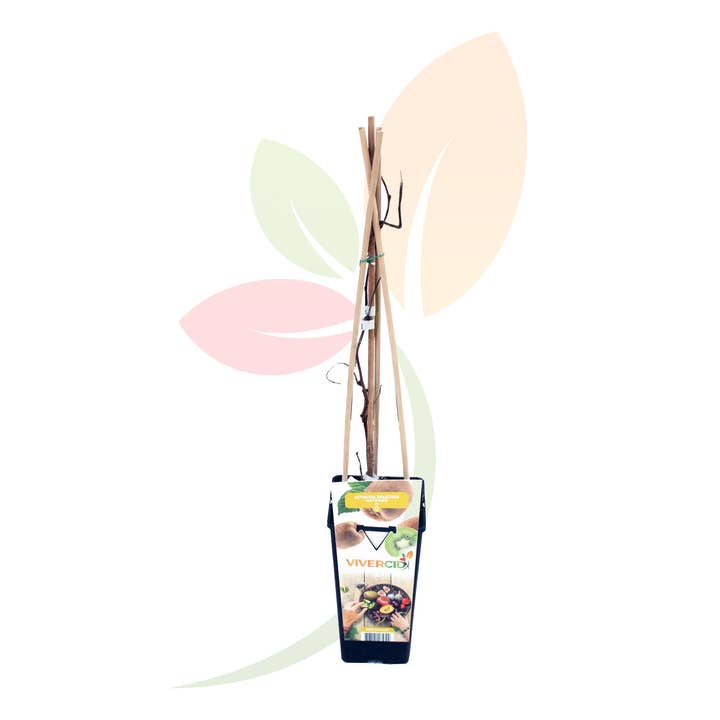 Actinidia "Hayward" (Kiwi) Female for wholesale by VIVERCID