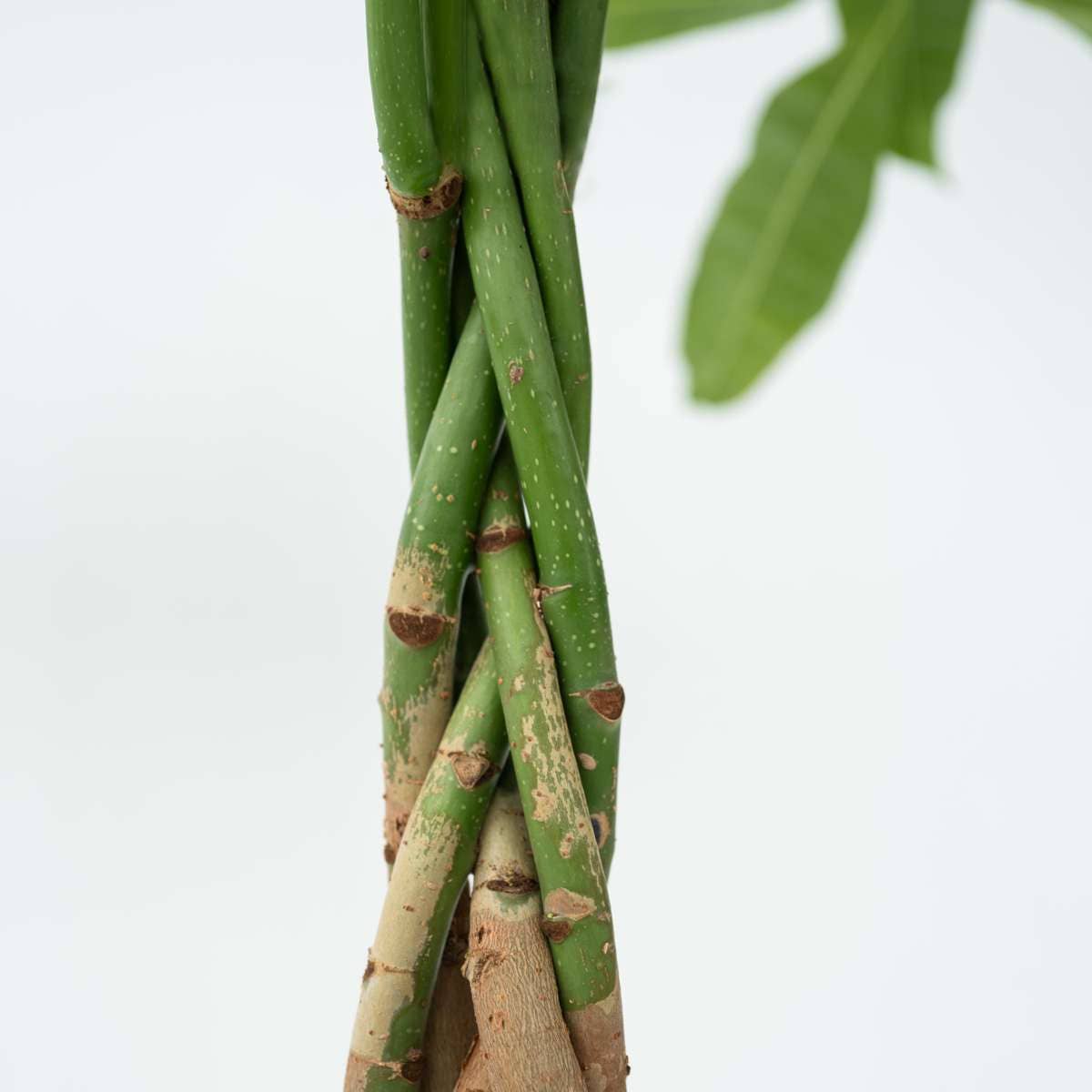 Oasis of Life – wholesale Live plant – Money Tree – 2 Plants – Pachira Aquatica – Height 60–70cm – Ø17cm – Braided Money Tree – Tropical Houseplant for Living Room & Office – Includes Plant Fertilizer9