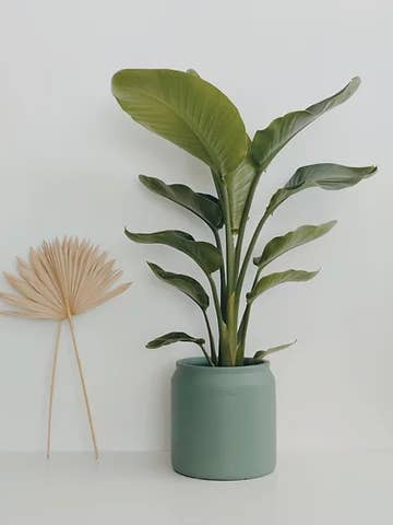 Eva pour la vente par Branca de Neve Home Jungle