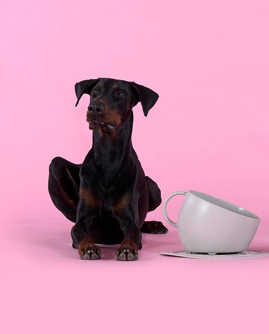 United Pets - Wholesale Drinkbak - Kat/Hond - Eco-vriendelijke hoge anti-spat kom voor voedsel en water3