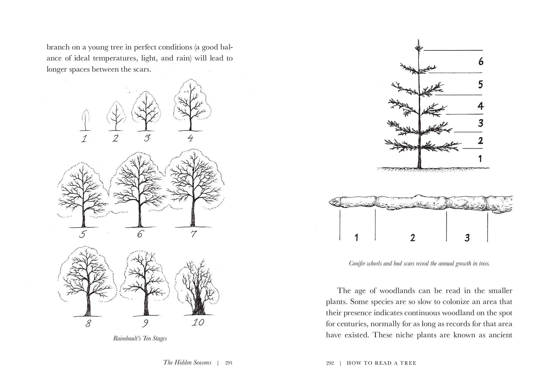 W. W. Norton - Wholesale Nature & Outdoors - How to Read a Tree: Clues and Patterns from Bark to Leaves2