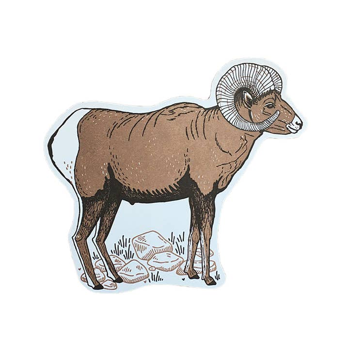 Noteworthy Paper & Press – wholesale Postcard – Bighorn Sheep Postcard