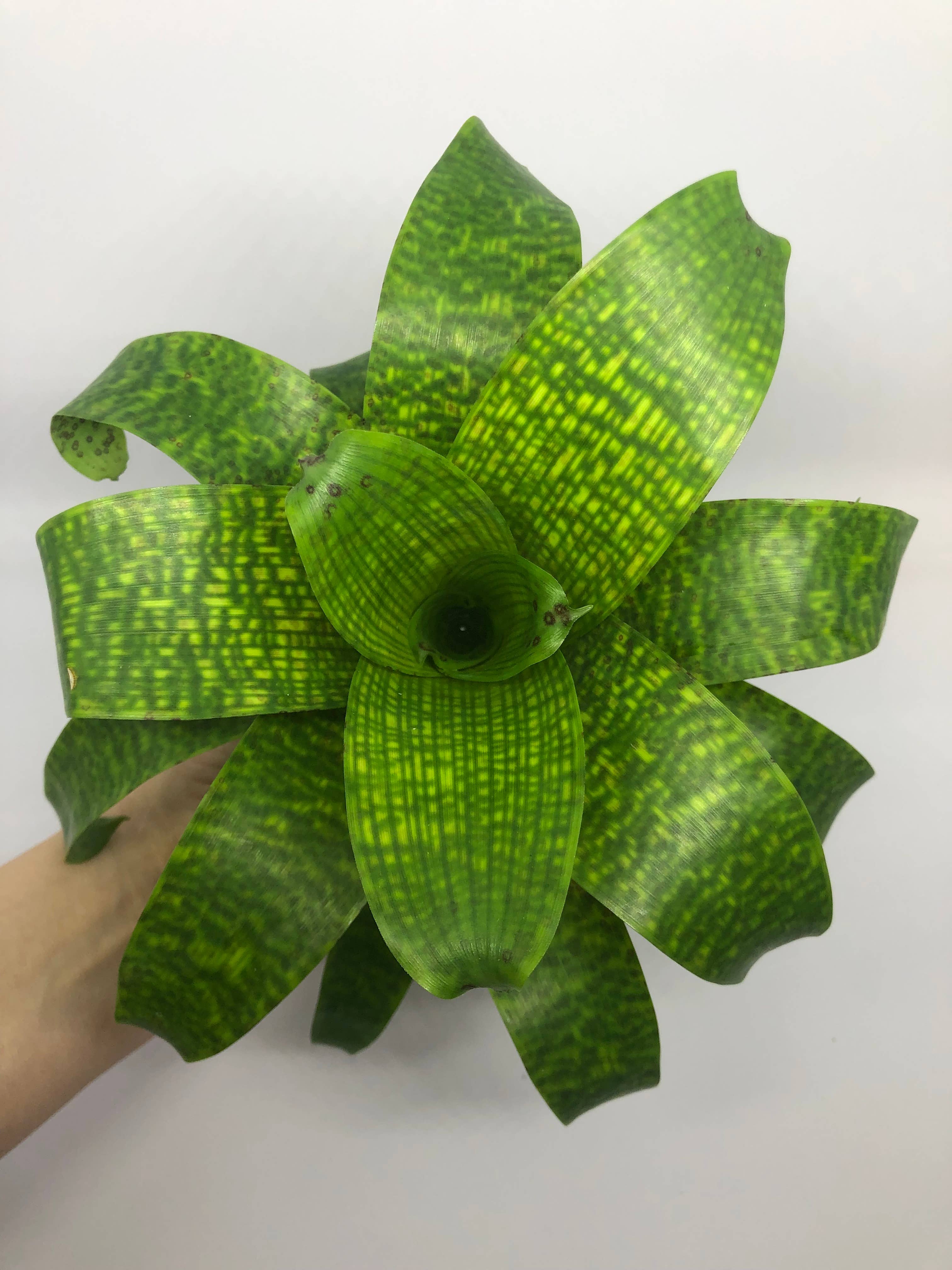 The Artizan Way - Wholesale Live Plant - Vriesea Fenestralis | Live Plant2