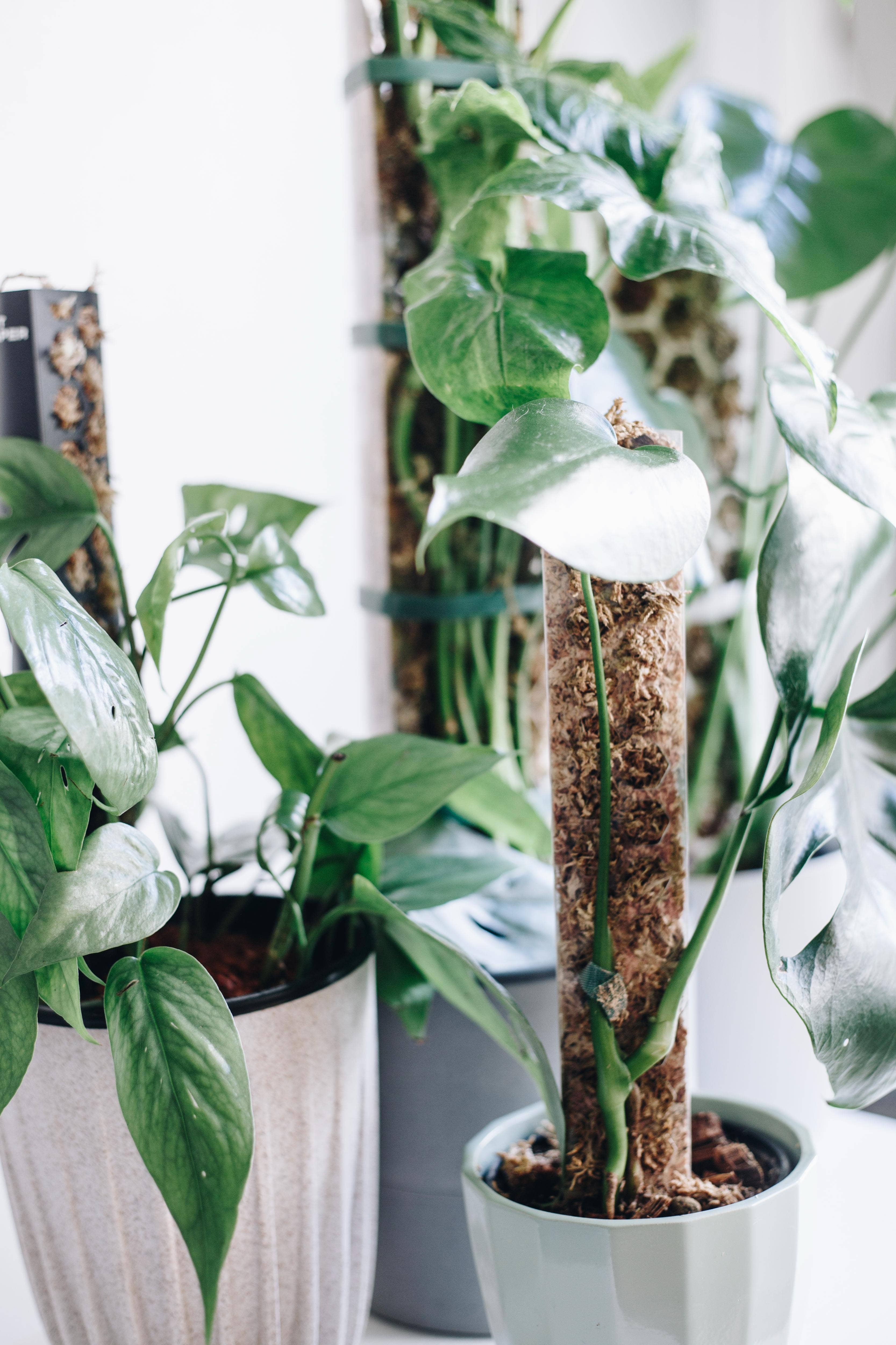 PlantScraper - Wholesale Trellis - Extendable D Shaped Moss Pole for Climbing Houseplants3