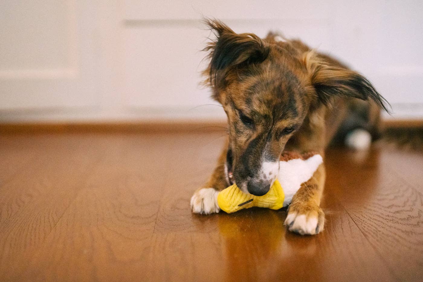 Only An Ocean Europe - Wholesale Pet Plush Toy - Dog - P.L.A.Y Snack Attack Swirls n' Slobbers Soft Serve3