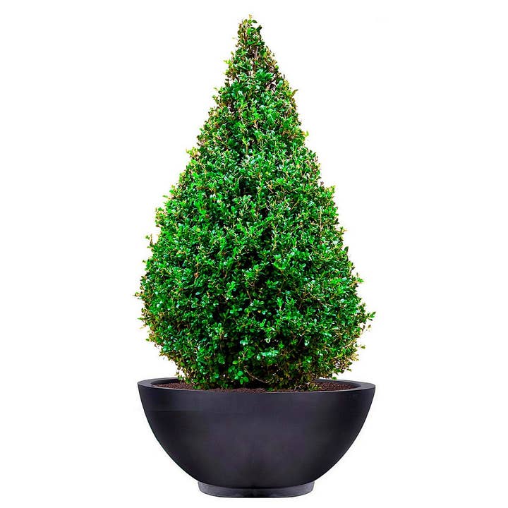 Idealist Lite Fibrestone Planters – wholesale Plant pot – IDEALIST Dish Style Smooth Bowl Outdoor Planter