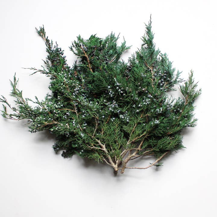 Roxanne's Dried Flowers - Wholesale Dried/Pressed Flowers - Juniper with Berries - Preserved1