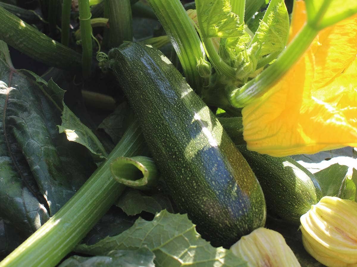 JARDIN Y NATURA OUTDOOR & GARDEN PRODUCTS SL – wholesale Frön – Black Beauty ZUCCHINI fröpaket (1u - 1g)1