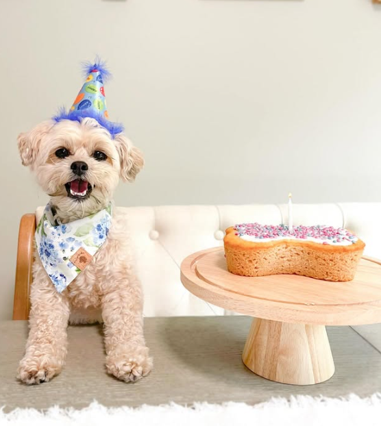 Puppy Cake LLC - Wholesale Pet Treats - Dog - Dog Birthday Cake Kit13