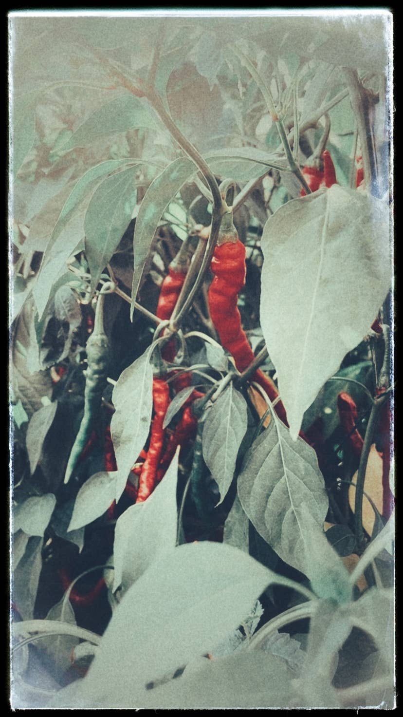 Mullein & Moon - Wholesale Bath/Body Oil - Muscle & Joint Herbal Oil1