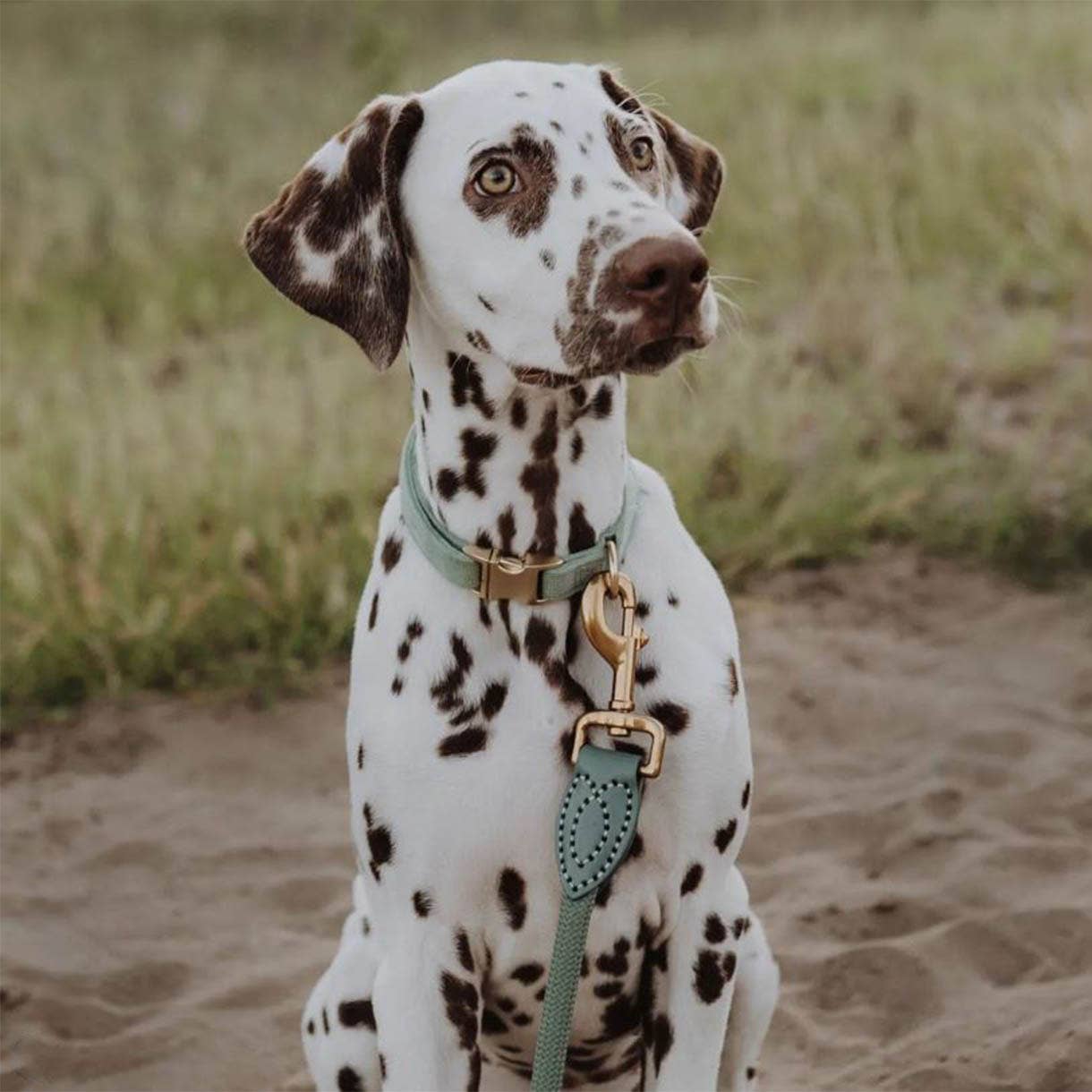 ne&no - Vente Laisse – chien - ne&no® Laisse pour chiens –120 ou 170 cm– laisse fixe14