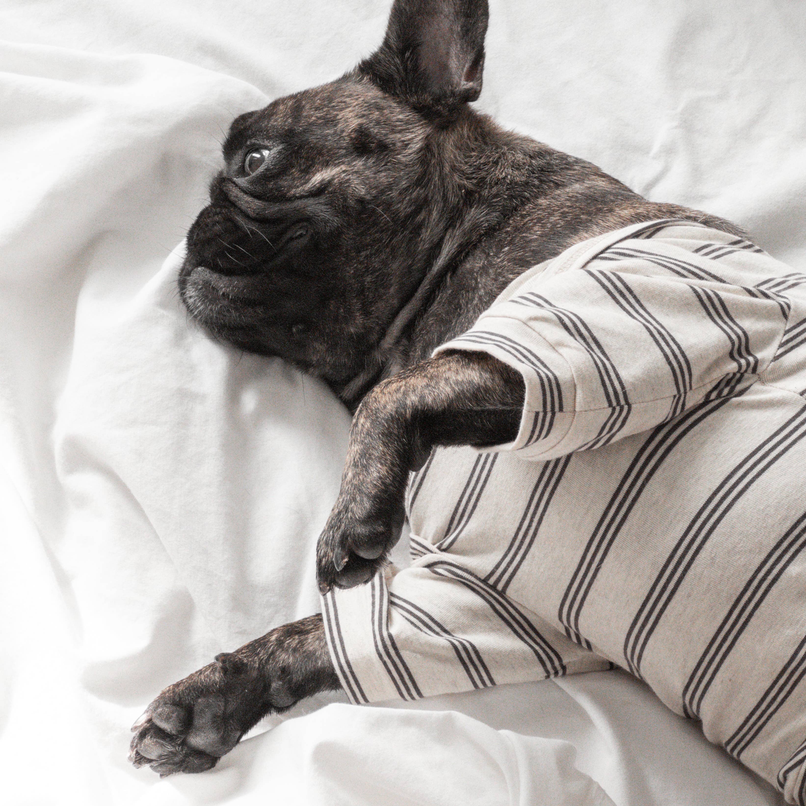 Lambwolf Collective - Wholesale Pet Shirt - Dog - CHELSEA // Dog Apparel// Dog Tee8