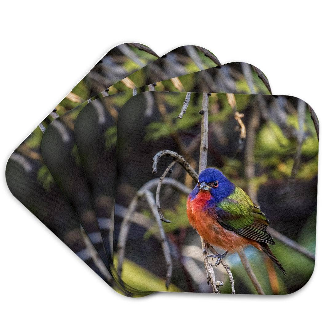 3dRose - Wholesale Coasters - 3dRose, A beautiful male painted bunting., Coaster7