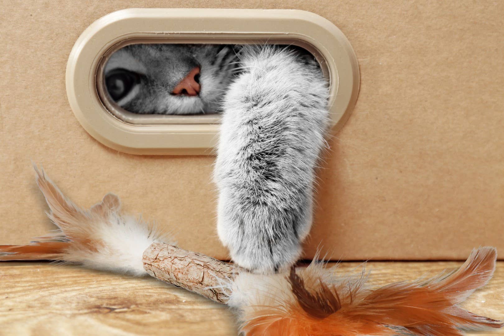 Hofman Animal Care - Vendita all'ingrosso Giocattolo - Gatti - Gioco per gatti Verslaafd con bruco e piume3