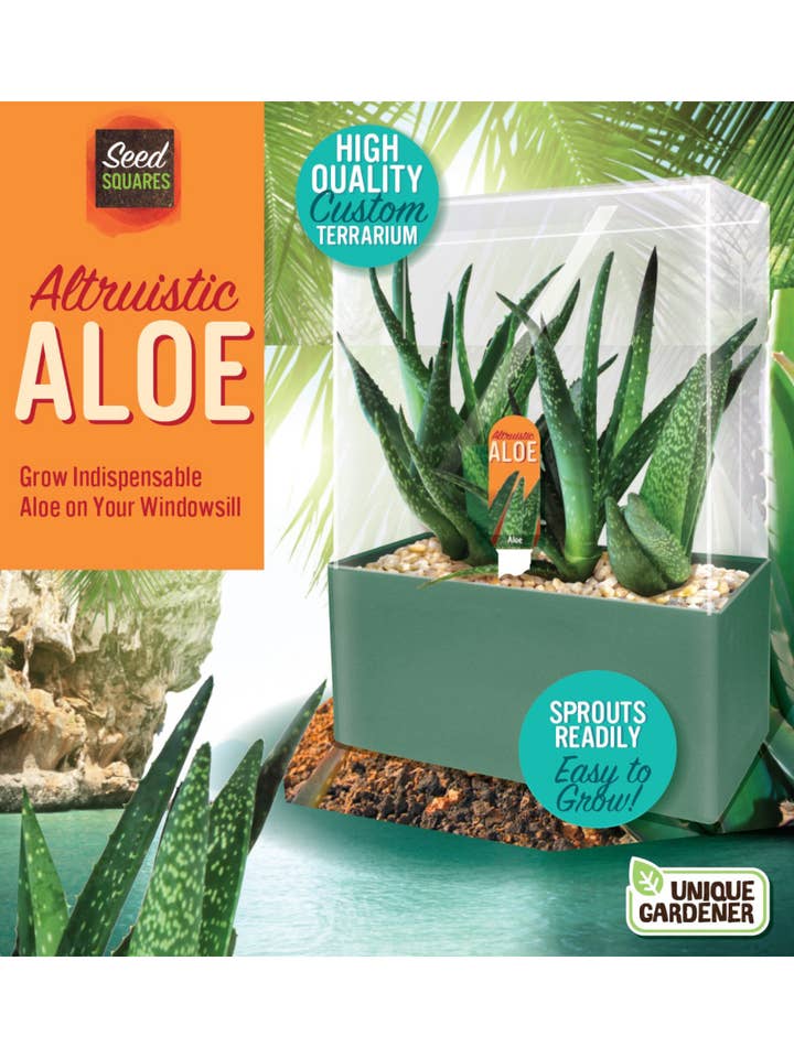Altruistic Aloe Seed Square Terrarium for wholesale by Silver Circle Products