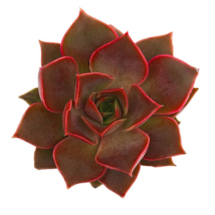 Echeveria 'Samba' Succulente Pot de Culture 5 cm pour la vente par Best Plant Friend