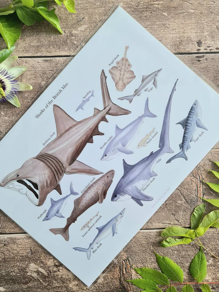 Tubarões das Ilhas Britânicas A4 - Impressão de Poster por atacado de At the Cherry Tree