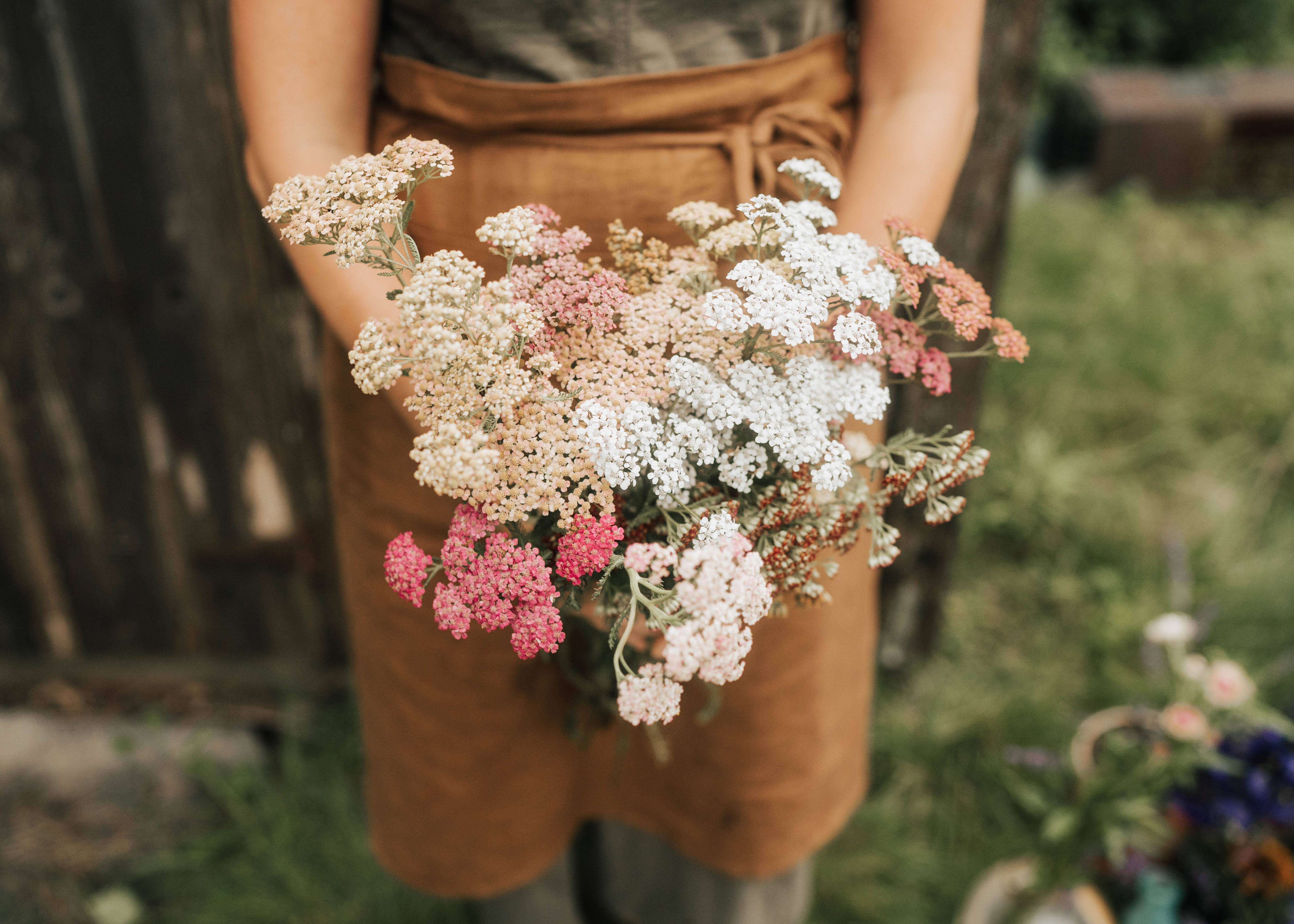 Foxglove Farmhouse - Wholesale Plant Seeds - Yarrow Summer Berries Seeds1