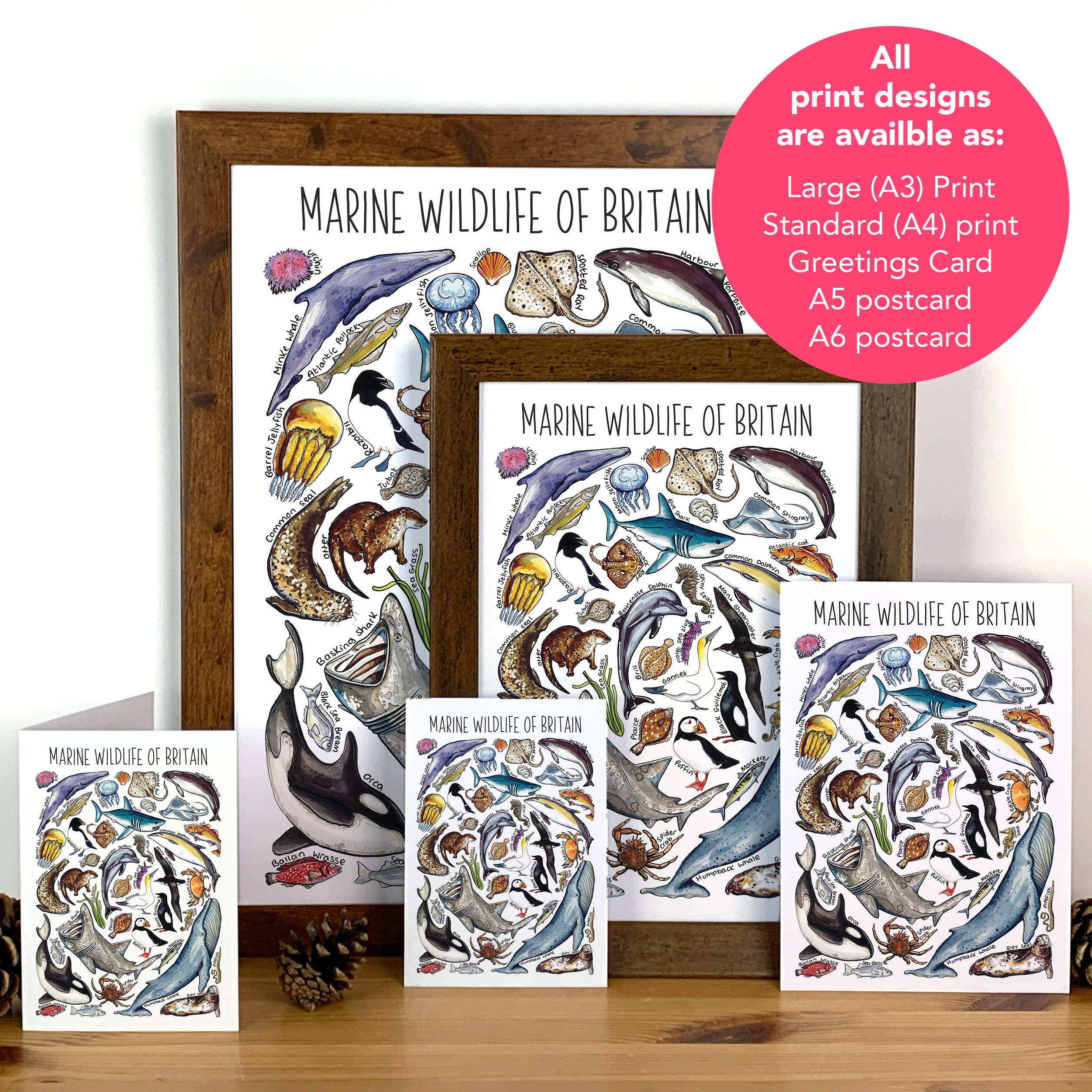 Alexia Claire Ltd – wholesale Postcard – Marine Wildlife of Britain Art Blank Postcard1