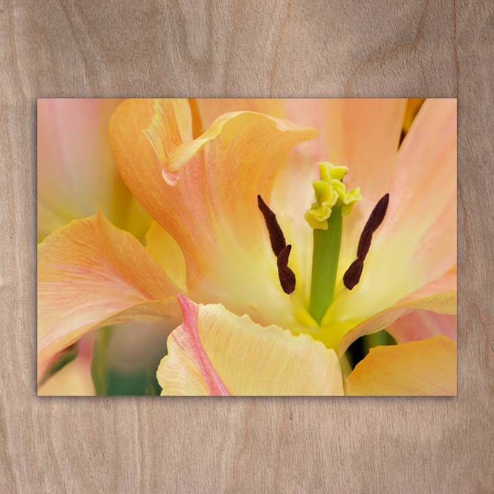 Ansichtkaart Eye0160 Tulip Tulip Flower Spring voor wholesale door eye-comm