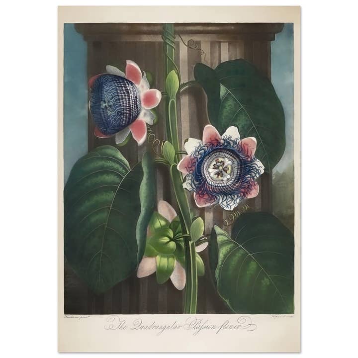 The quadrangular pafsion flower for wholesale by Maison de Paloma