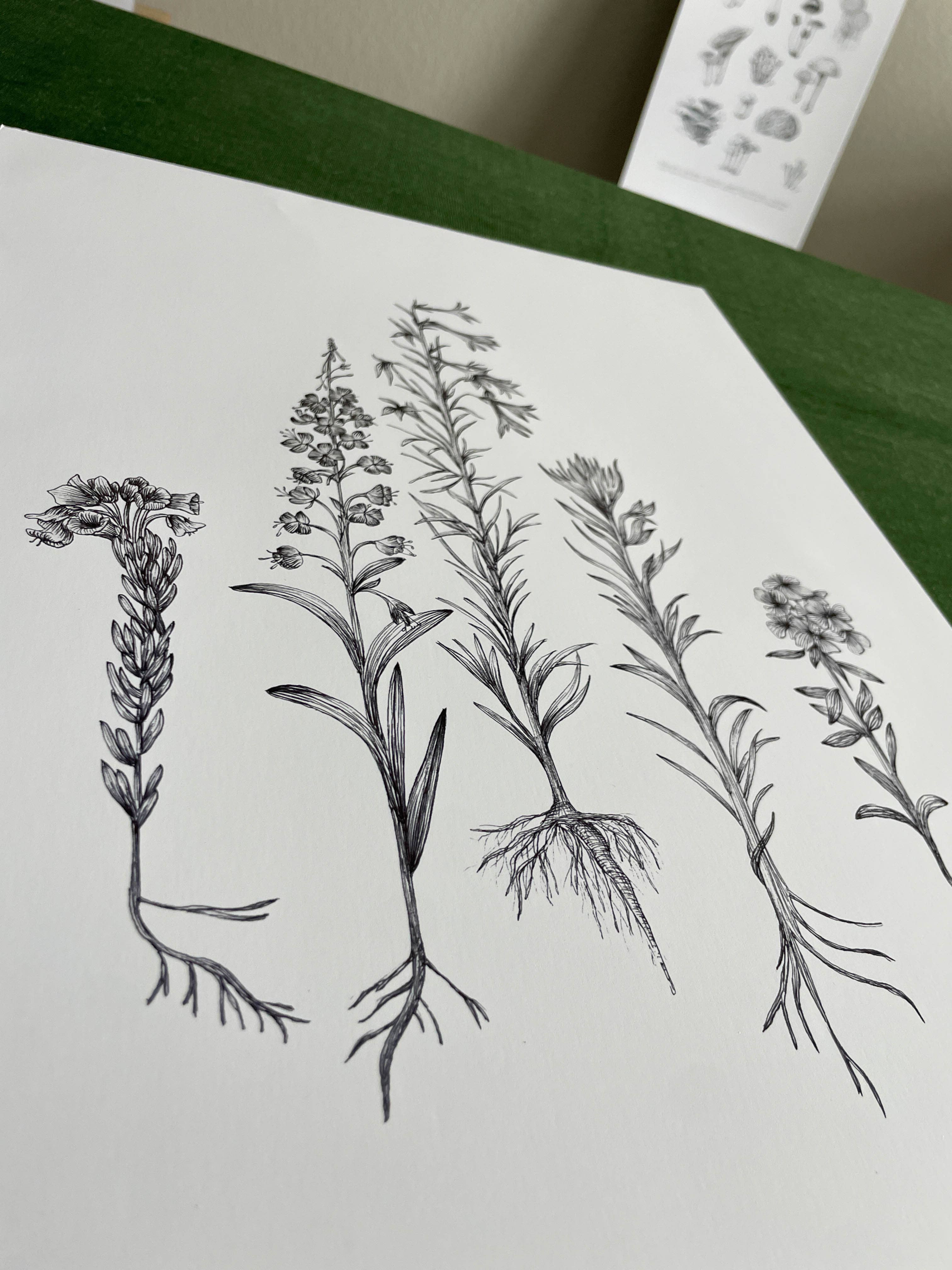 Vanee.ink - Wholesale Art Print - Alpine Wildflowers Print5