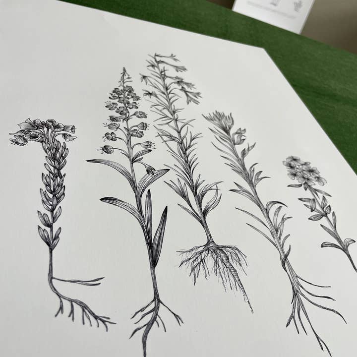 Vanee.ink - Wholesale Art Print - Alpine Wildflowers Print5