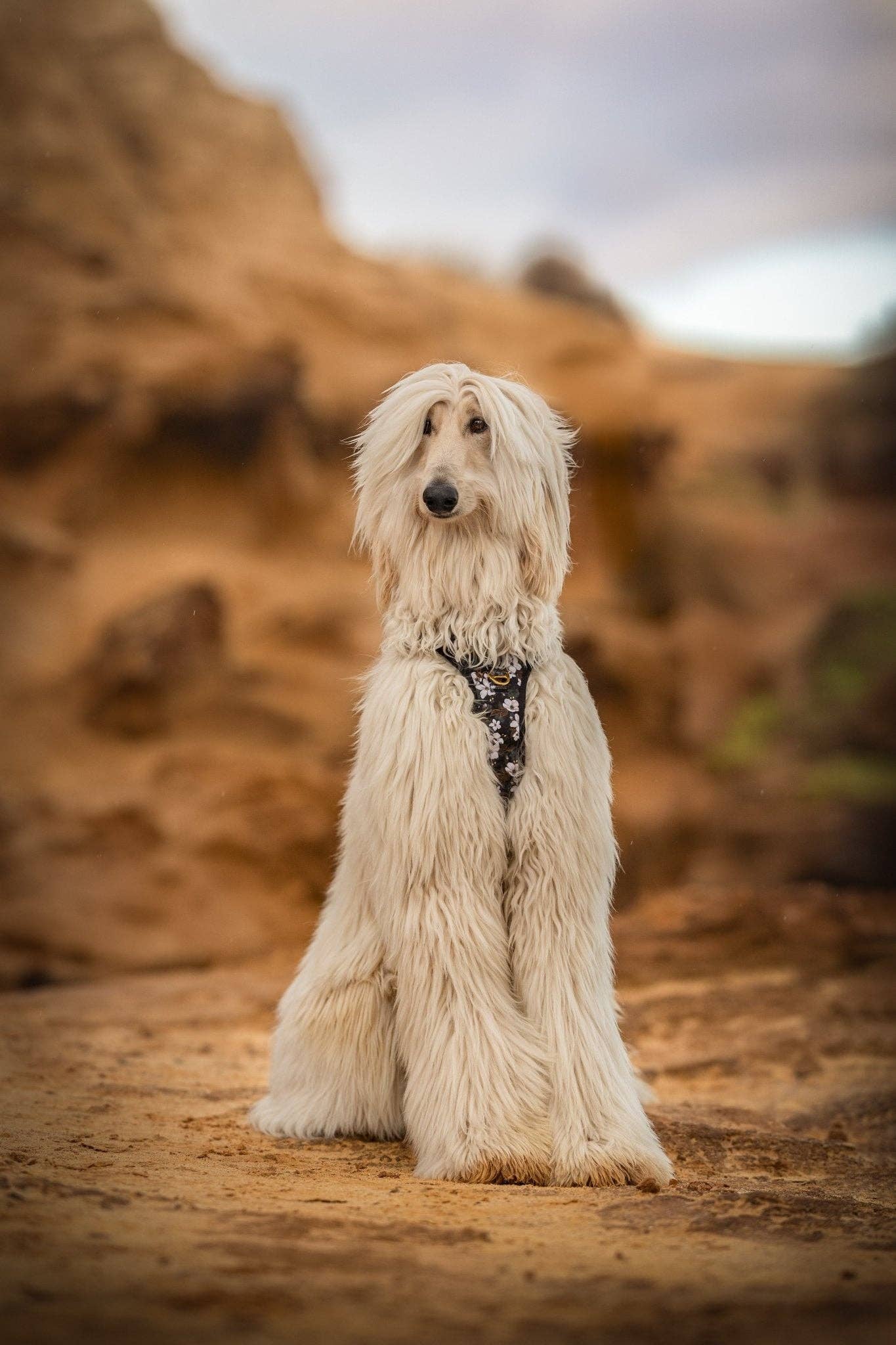 Dizzy Dog Collars - Wholesale Pet Harness - Dog - No Pull Dog Harness | Step in | Reflective | Heavy Duty | Easy Reach Handle | Midnight Cherry Blossoms11