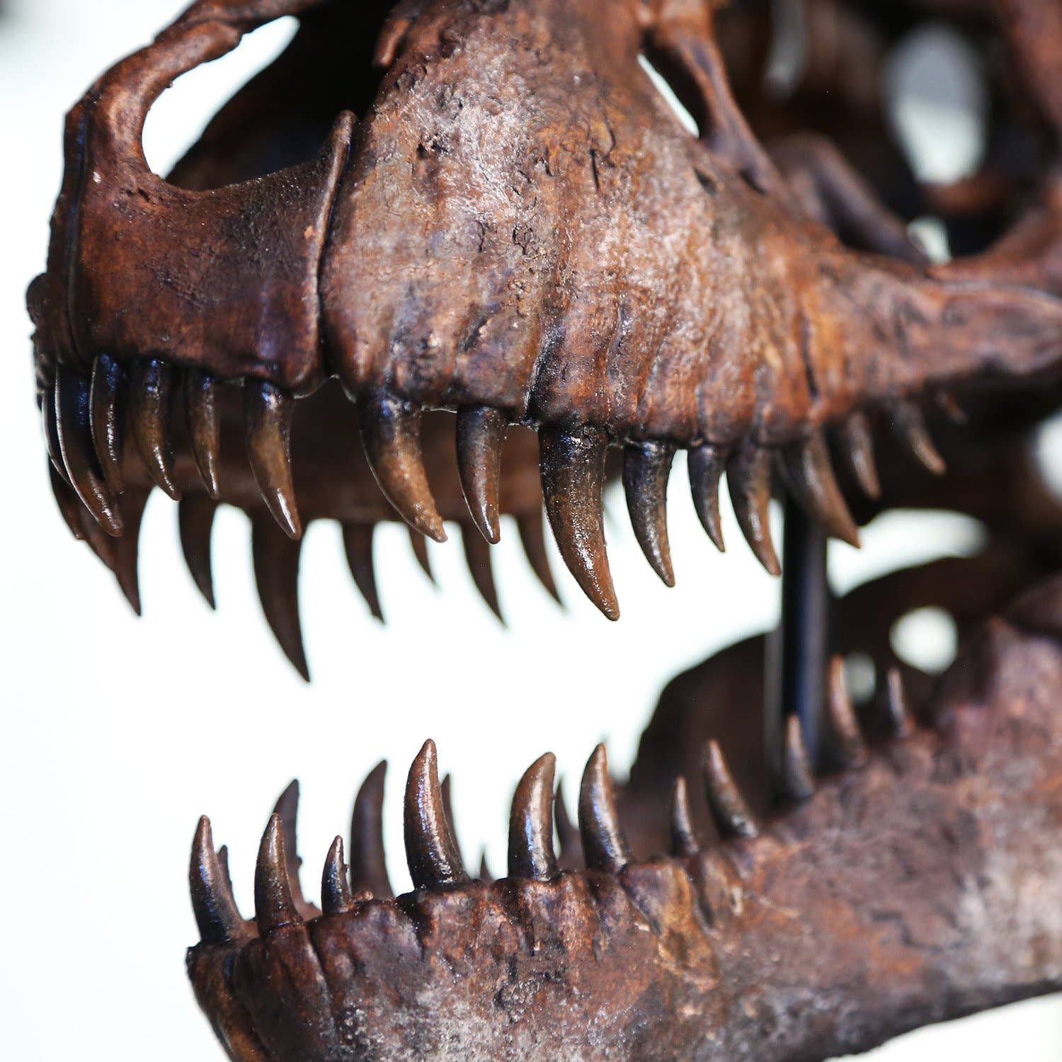 Curated Studio – wholesale Dekorativt bordsobjekt – 3D-modell och stativ av Tyrannosaurus Rex-skalle2