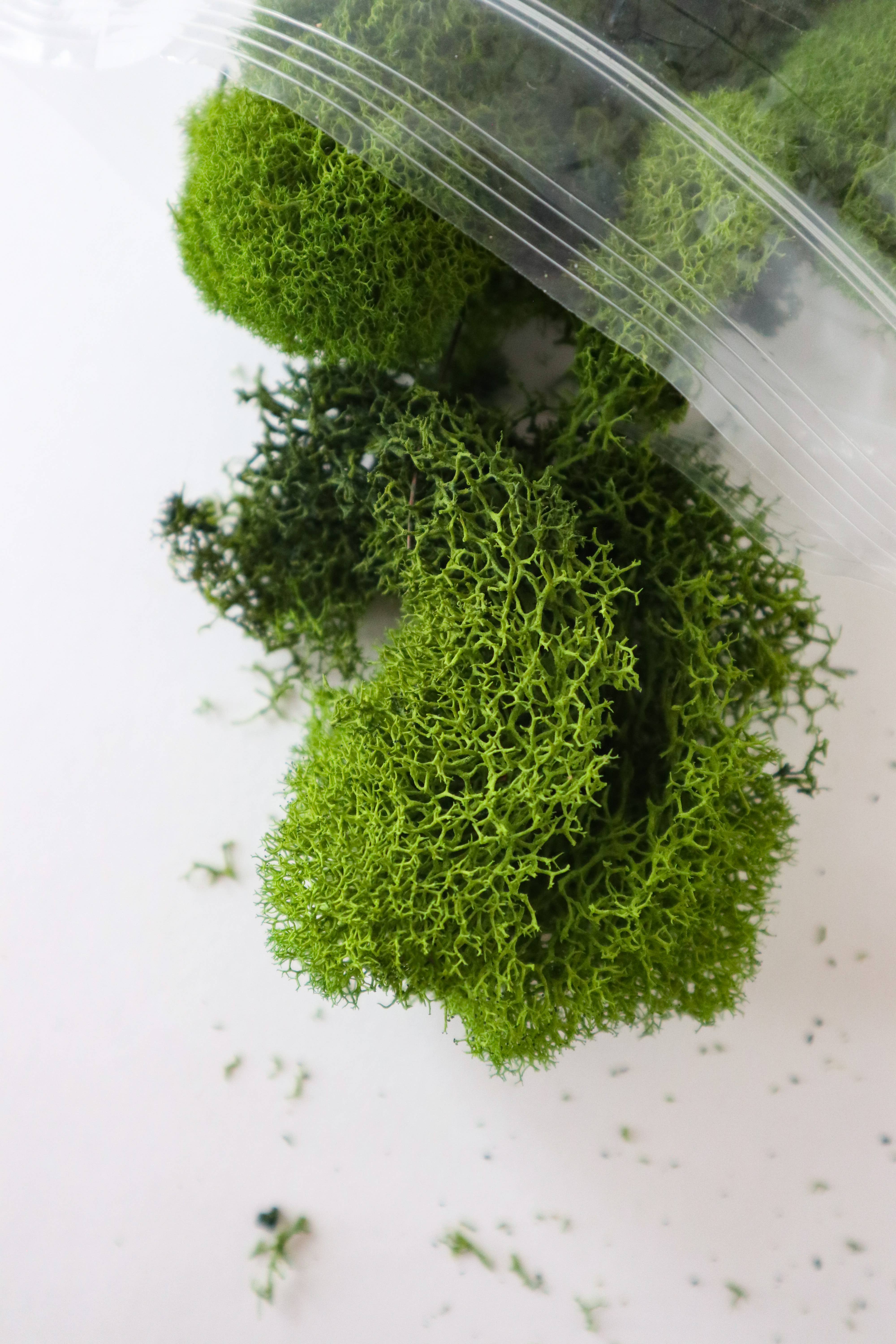 The Plant Supply - Wholesale Planting/Potting Soil - Preserved Reindeer Moss | Moss for Plants and Crafts0